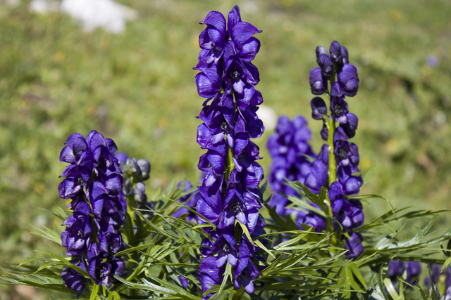 2011-08-24_12-00-20 cadore.jpg - Blauer Eisenhut (Aconitum napellus)